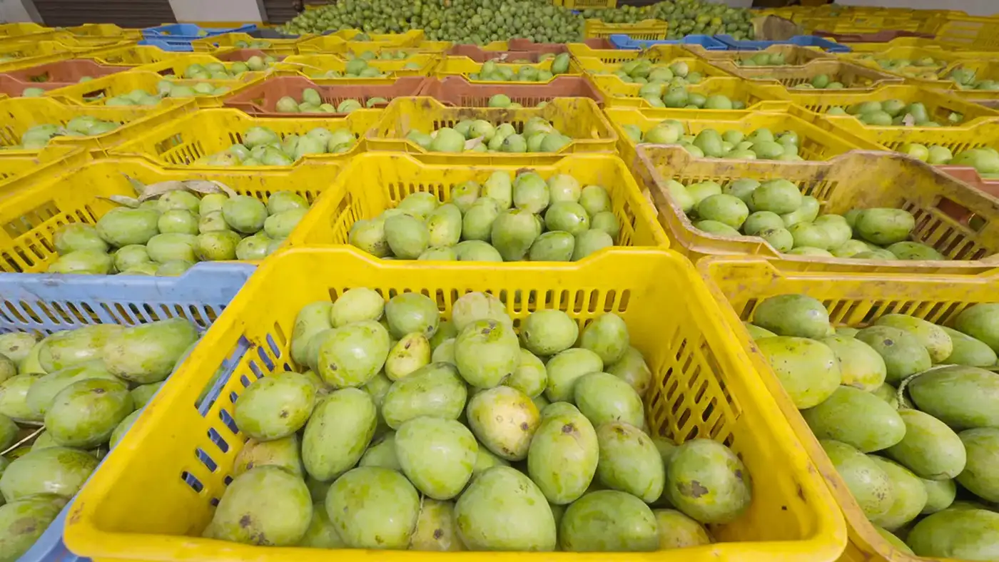 Green Alphonso mangoes in yellow crates
