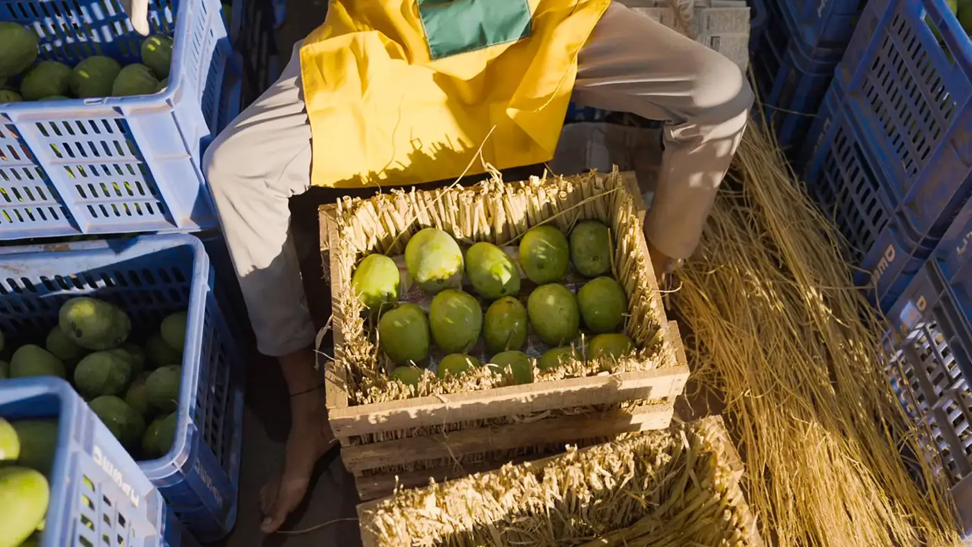 Alphonso mangoes packed in straw crates