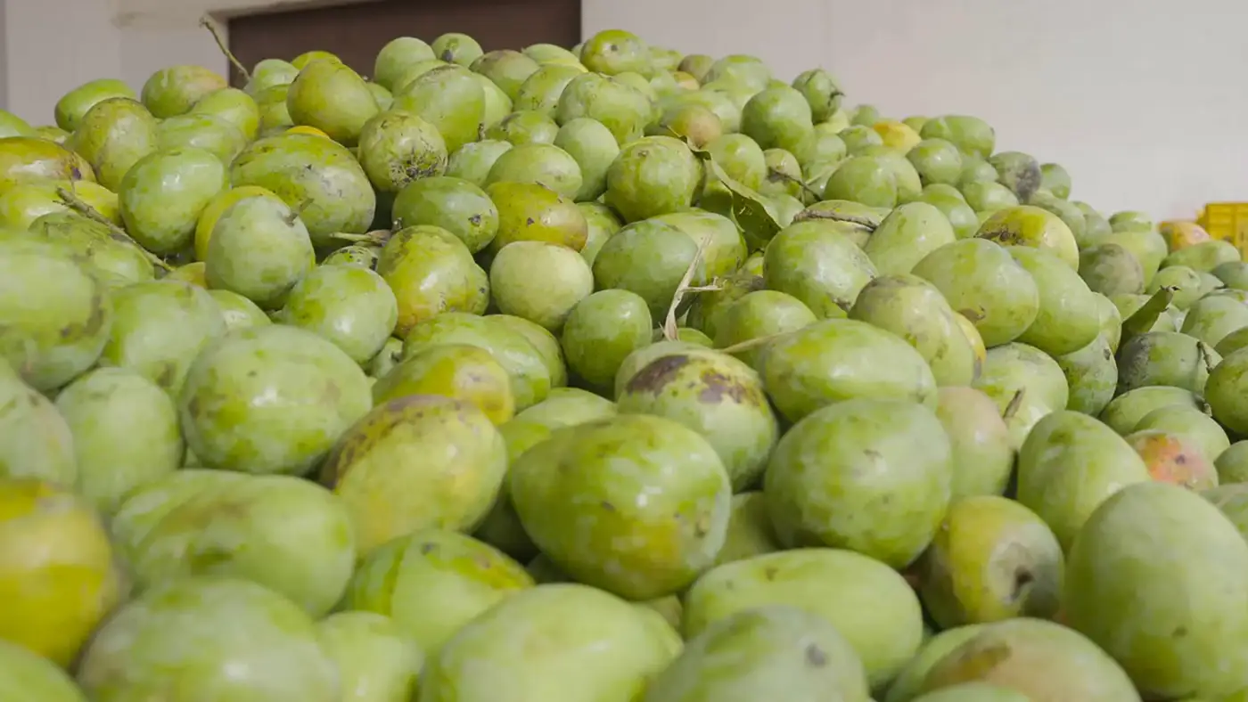 Pile of fresh green Alphonso mangoes